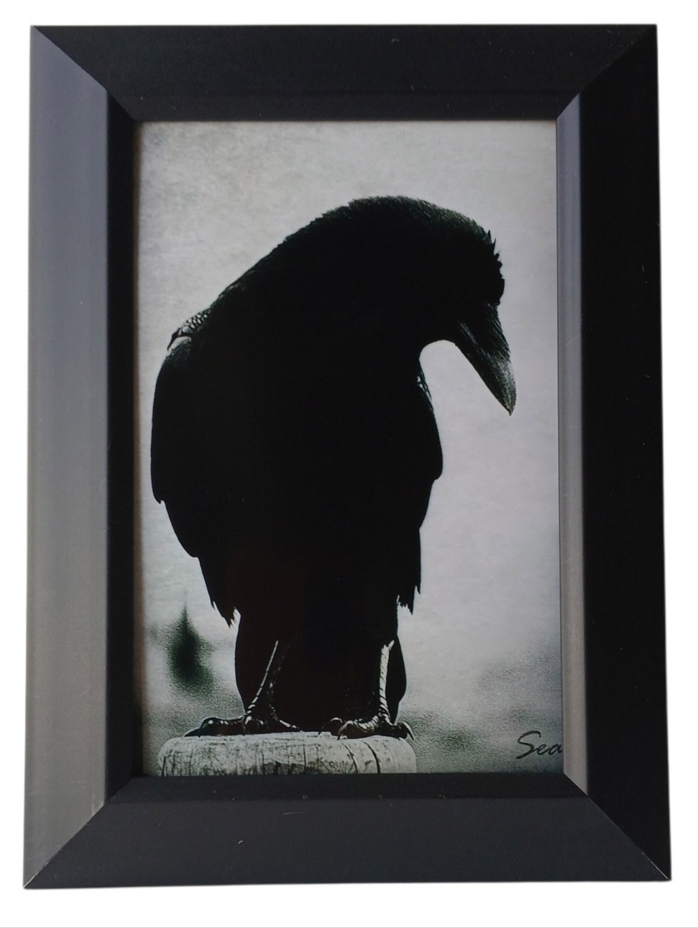 Black raven beautiful frame photo print  gothic punk rock steampunk Goth Oddy